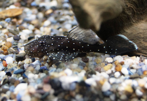 Ancistrus Sp. L181 S/M