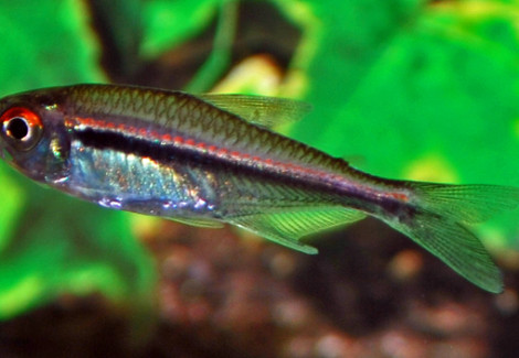 Hyphessobrycon Heterorhabdus M