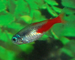Paracheirodon Innesi Diamant L
