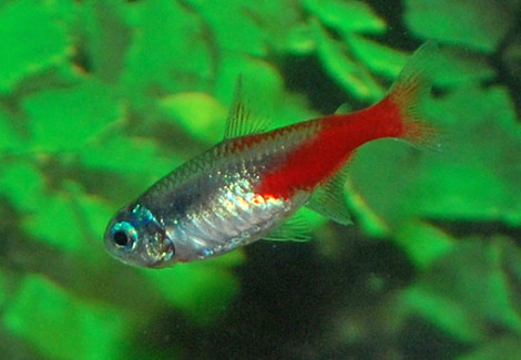 Paracheirodon Innesi Diamant L