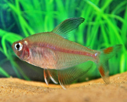Hyphessobrycon Bentosi S/M