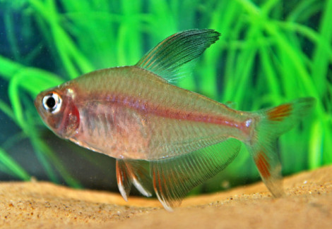 Hyphessobrycon Bentosi M/L
