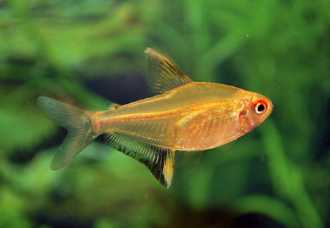 Hyphessobrycon Pulchripinnis M/L