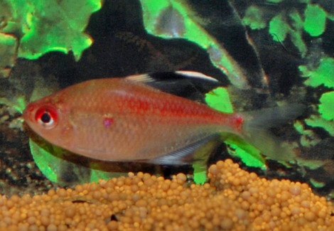 Hyphessobrycon Pyrrhonotus S/M
