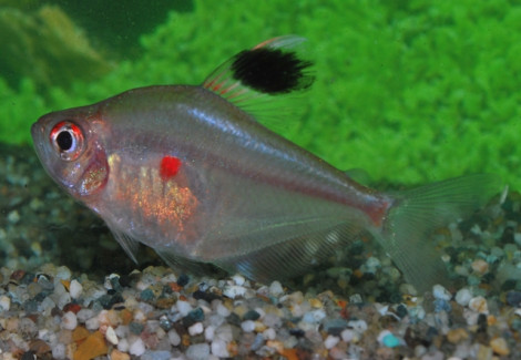 Hyph. Rubrostigma/Erythrostigma M/L