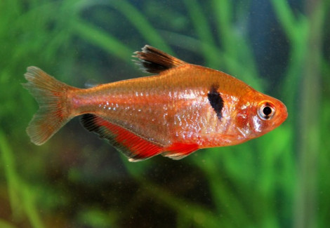 Hyphessobrycon Eques L
