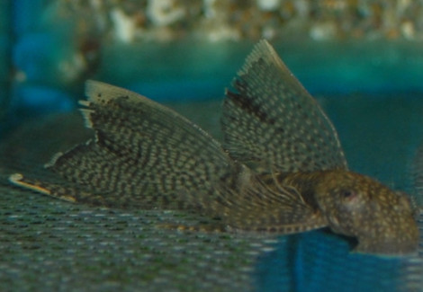 Ancistrus Cf. Cirrhosus Long Fin S/M