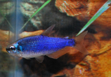 Inpaichthys Kerri Super Blue L