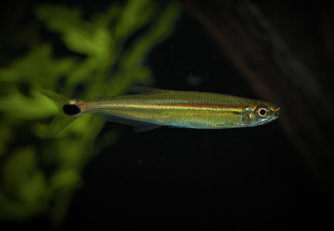 Iguanodectus Adujai M