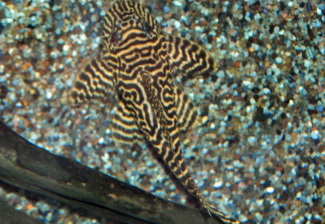 L066 Hypancistrus Sp. S