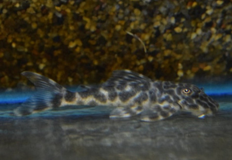Peckoltia Lujani L127 M