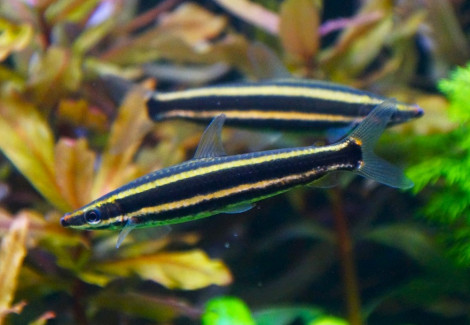 Anostomus Ternetzi L