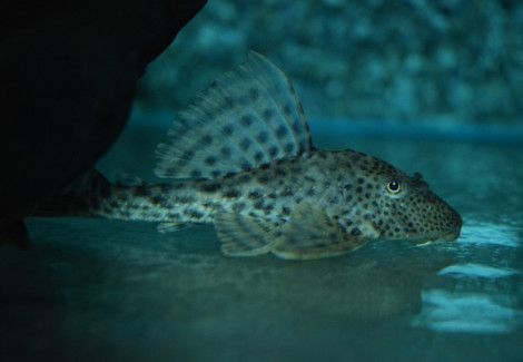 L231 Hypostomus Sp.  M