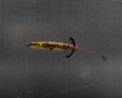 Indostomus Paradoxus M