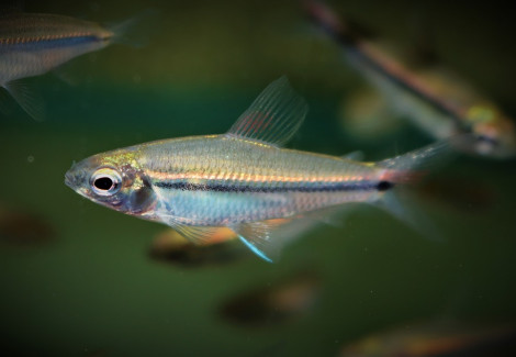 Nannaethiops Unitaeniatus M