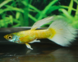 Guppy Luminious Gold Male S/M