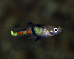 Guppy  Wingei El Tigre (Maschi E Femmine) M