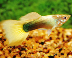 Guppy  Tuxedo Yellow Maschio S/M