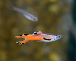 Guppy  Wingei Red Scarlet (Maschi E Femmine) M
