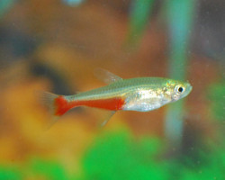 Aphyocharax Rathbuni M