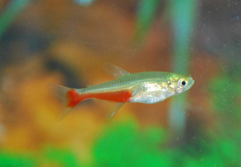 Aphyocharax Rathbuni M