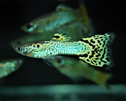 Guppy  Snakeskin Green Maschio M/L