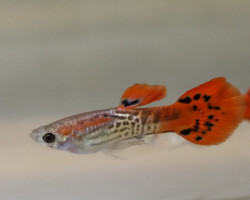 Guppy Snakeskin Cobra Red Maschio M/L