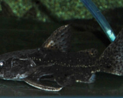 Liosomadoras Morrowi M