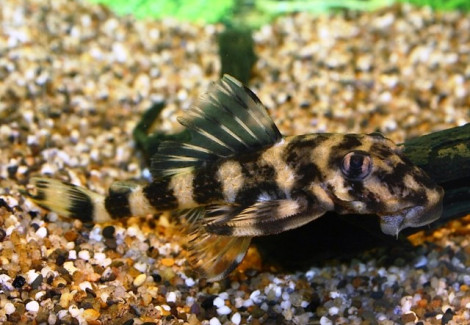 L052 Dekeyseria Sp. L