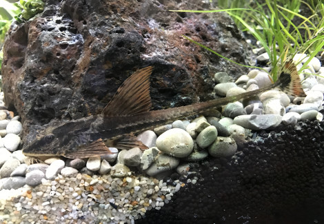 Loricaria Rio Atabapo M