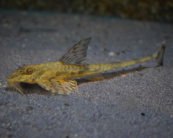 Loricaria Simillima L