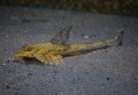 Loricaria Simillima L