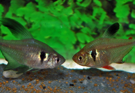 Hyphessobrycon Megalopterus L
