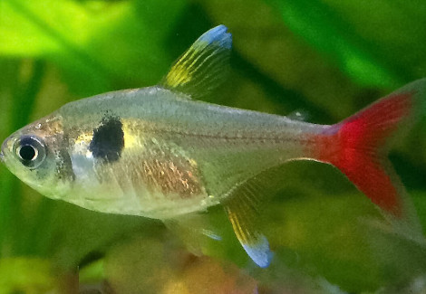 Hyphessobrycon Roseus S/M