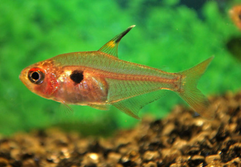 Megalamphodus Sweglesi M/L