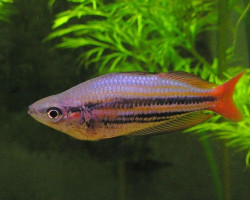 Melanotaenia Splendida Australis M