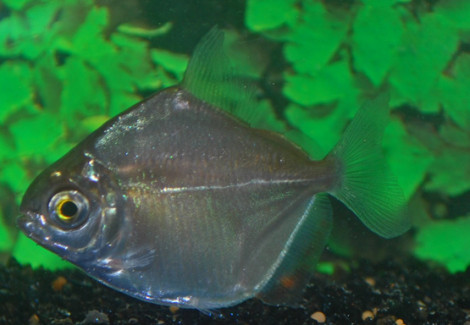 Metynnis Hypsauchen S/M