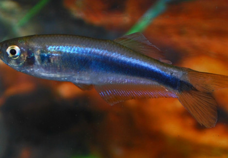 Mimagoniates Microlepis L