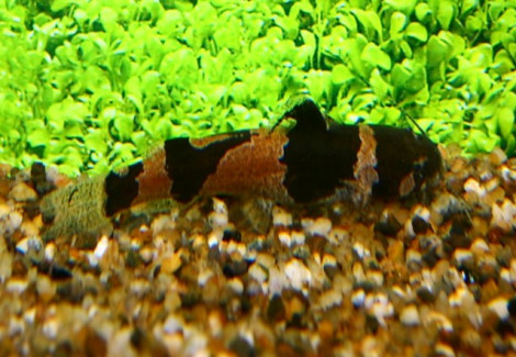 Microglanis Poecilus/Iheringi M