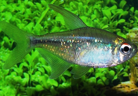 Moenkhausia Pittieri M
