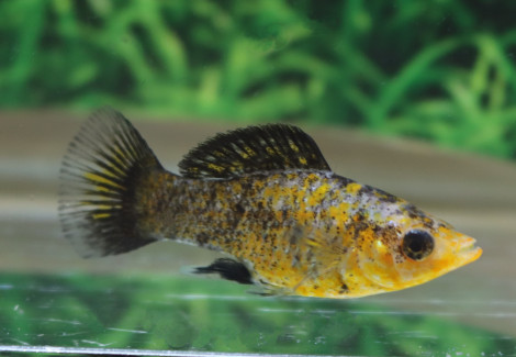 Poecilia Latipinna Leopard L