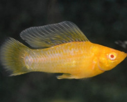 Mollie/Guppyvelifera Albino L