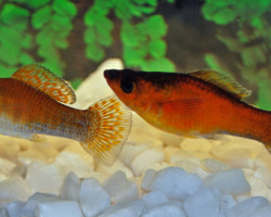 Poecilia Latipinna Copper Green M/L