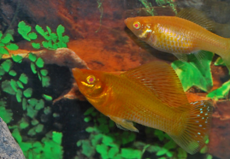 Poecilia Latipinna Gold S