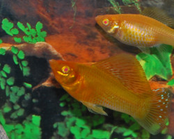 Mollie/Poecilia Velifera Gold Xl