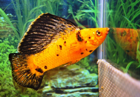 Poecilia Latipinna Red Leopard S