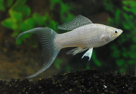 Poecilia Velifera Silver Longfin S