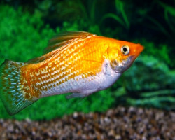 Mollie/Poecilia Velifera Sunburst M