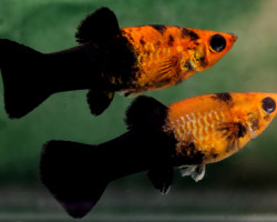 P.Sphenops Gold Dust Half Black M