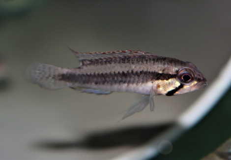 Apistogramma Psammophila S/M
